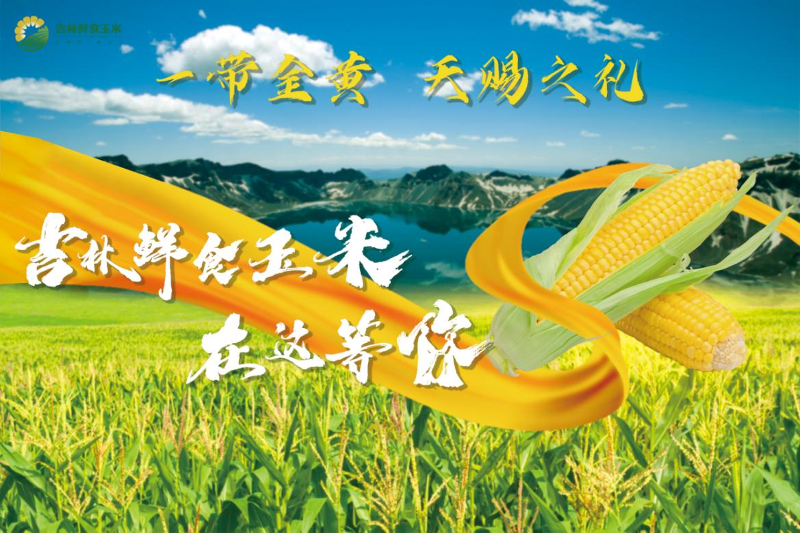 吉林玉米.png